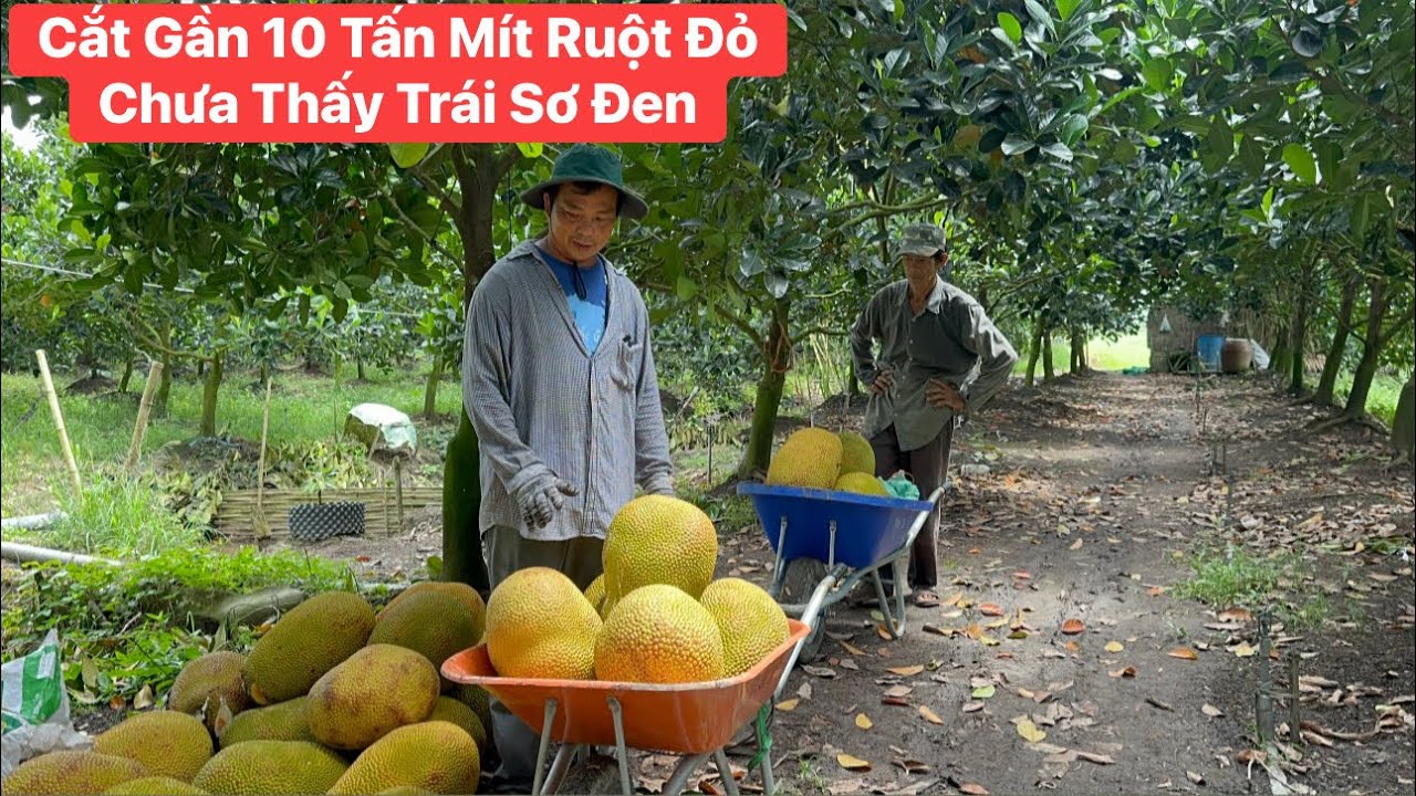 Quá hên Cắt Mít Ruột Đỏ vườn nhà gần 10 tấn mít chưa thấy 1 trái sơ đen 