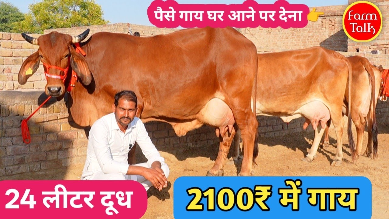 मात्र 2100₹ में गाय घर मंगवाओ 24 लीटर तक दूध की 8 गाय 👉 Gir Sahiwal Cholistani Rathi Cow 🤟 Farm Talk