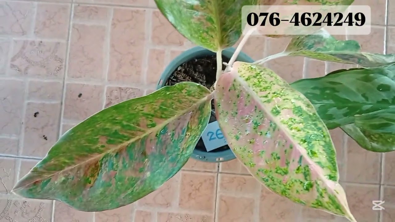 18 වන සේල් එක 🌸💐 #plants #flowers #gardening #anthurium 