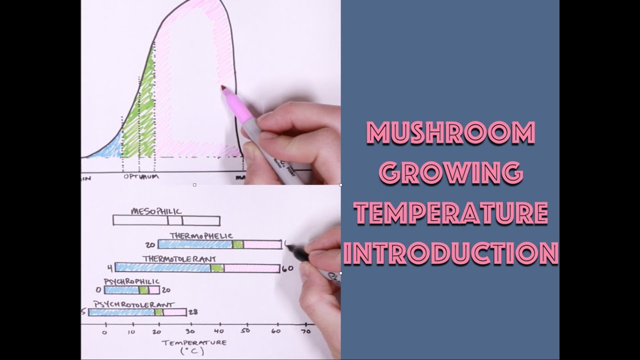 Everything MonoTub - The Basics of Temperature For Grain Spawn and Fruiting Mushrooms