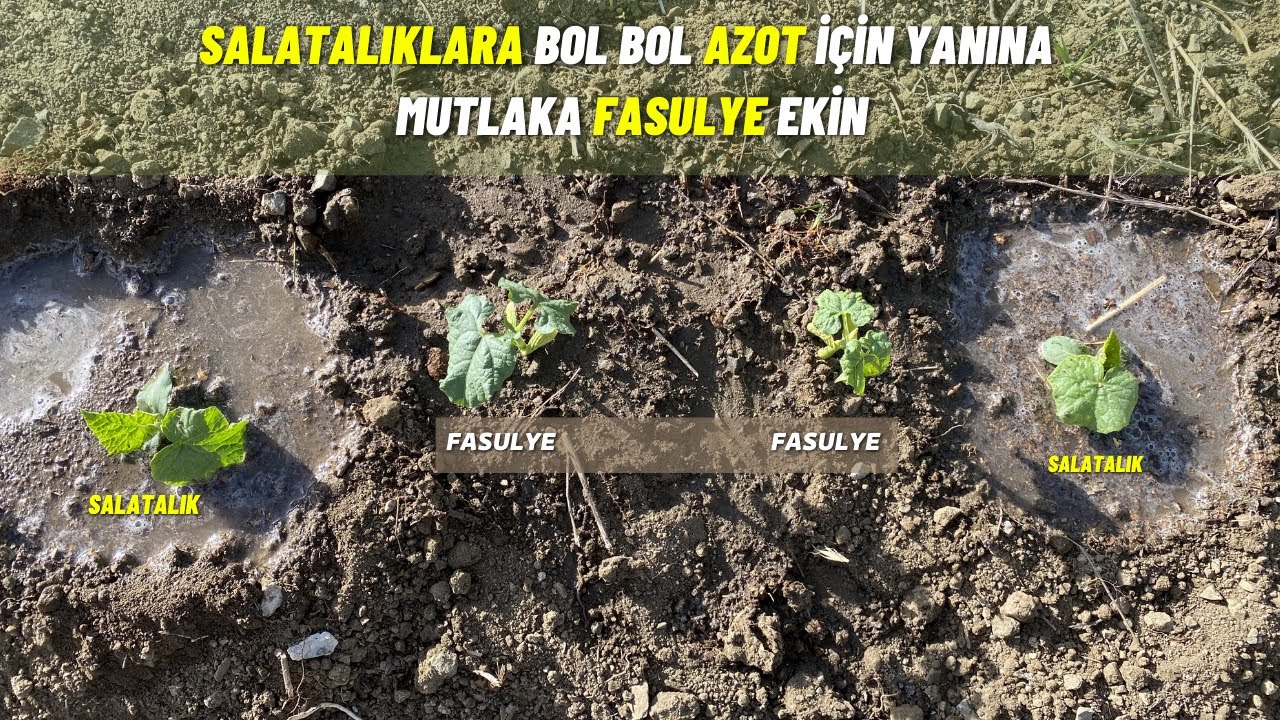 salatalığın yanına mutlaka fasulye ekin