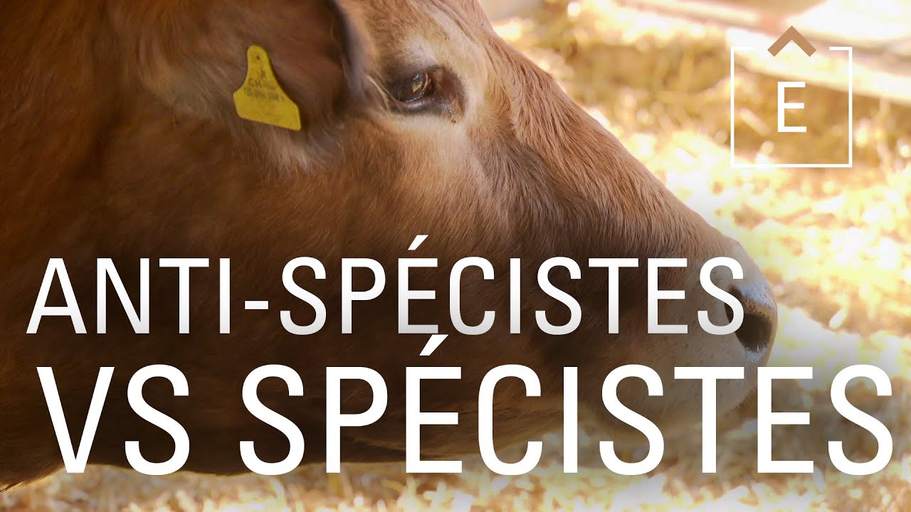 Sp&eacute;cistes vs antisp&eacute;cistes | Dans la t&ecirc;te d'un carnivore