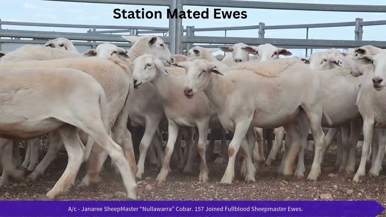 Janaree Sheepmaster Fullblood Joined Ewes 2025