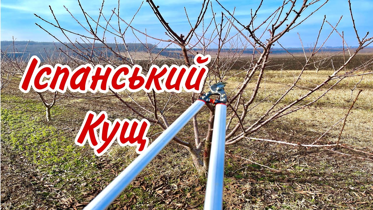Іспанський Кущ. Обрізка черешні весною. Pruning sweet cherry tree Spanish Bush. Przycinanie czereśni