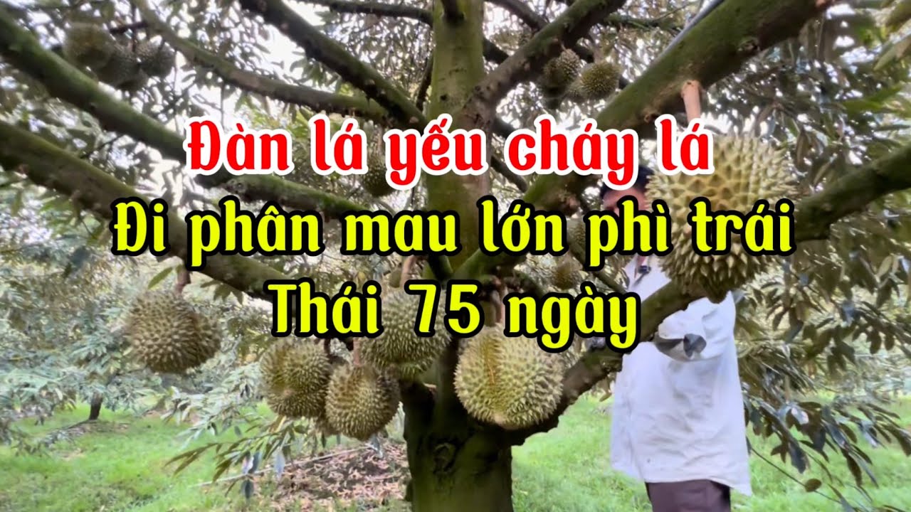Đi phân trái lớn nhanh nặng kí trái 75 ngày cho dàn lá yếu.