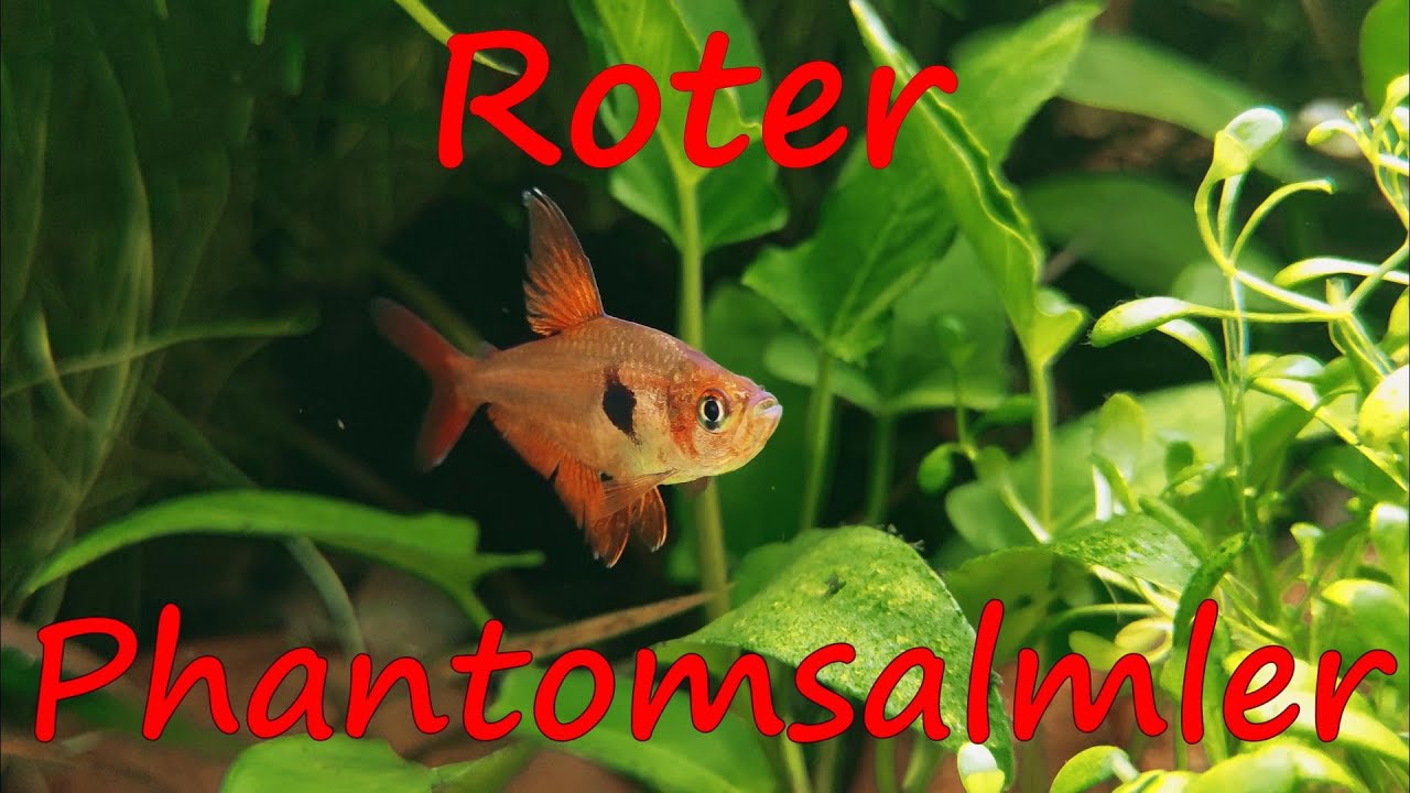 Roter Phantomsalmler - Hyphessobrycon sweglesi