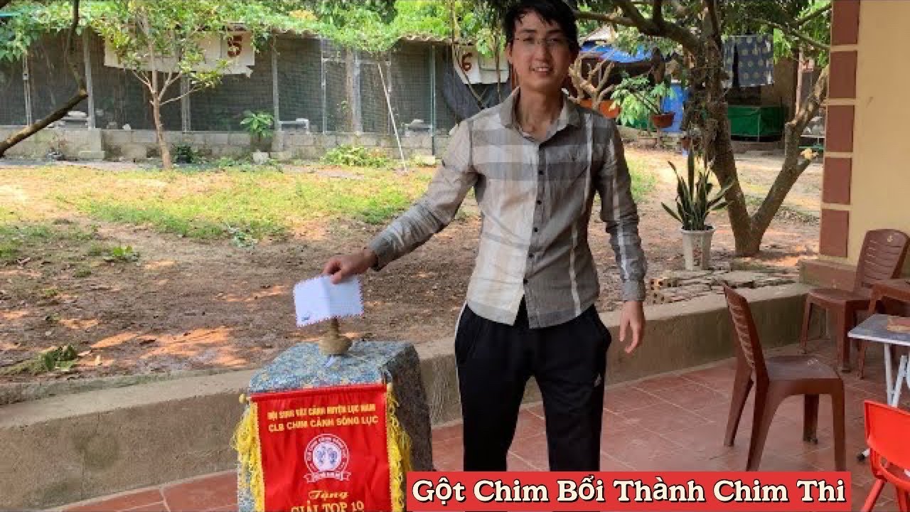 Gột Chào Mào Bổi Lên Chim Thi Leo Biên / Chống Ngộp Giàn || Trại Chim Cảnh BG