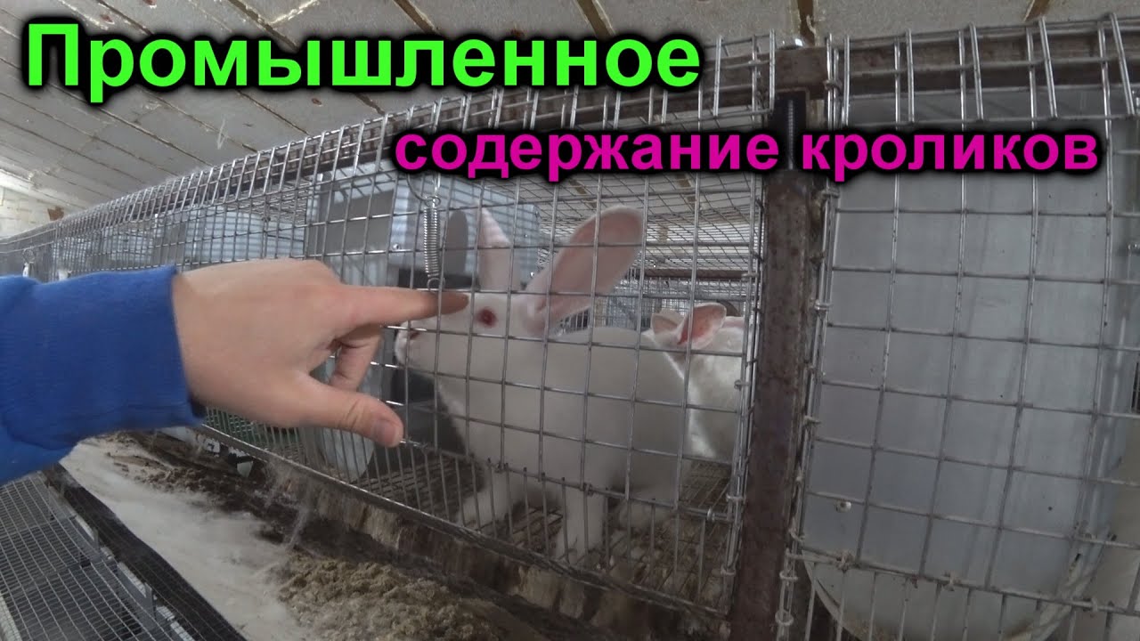 Промышленное содержание кроликов.