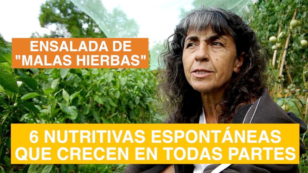 Descubre las &lsquo;Malas Hierbas&rsquo; Comestibles con Nuria: Del Huerto Ecol&oacute;gico a una Ensalada Saludable