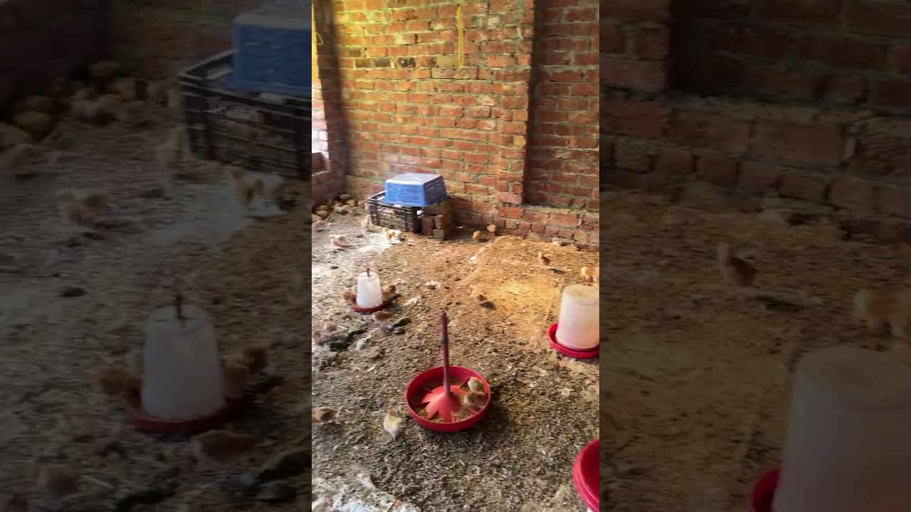 Day 10 rir chicks #rirchicks #chicken #birds