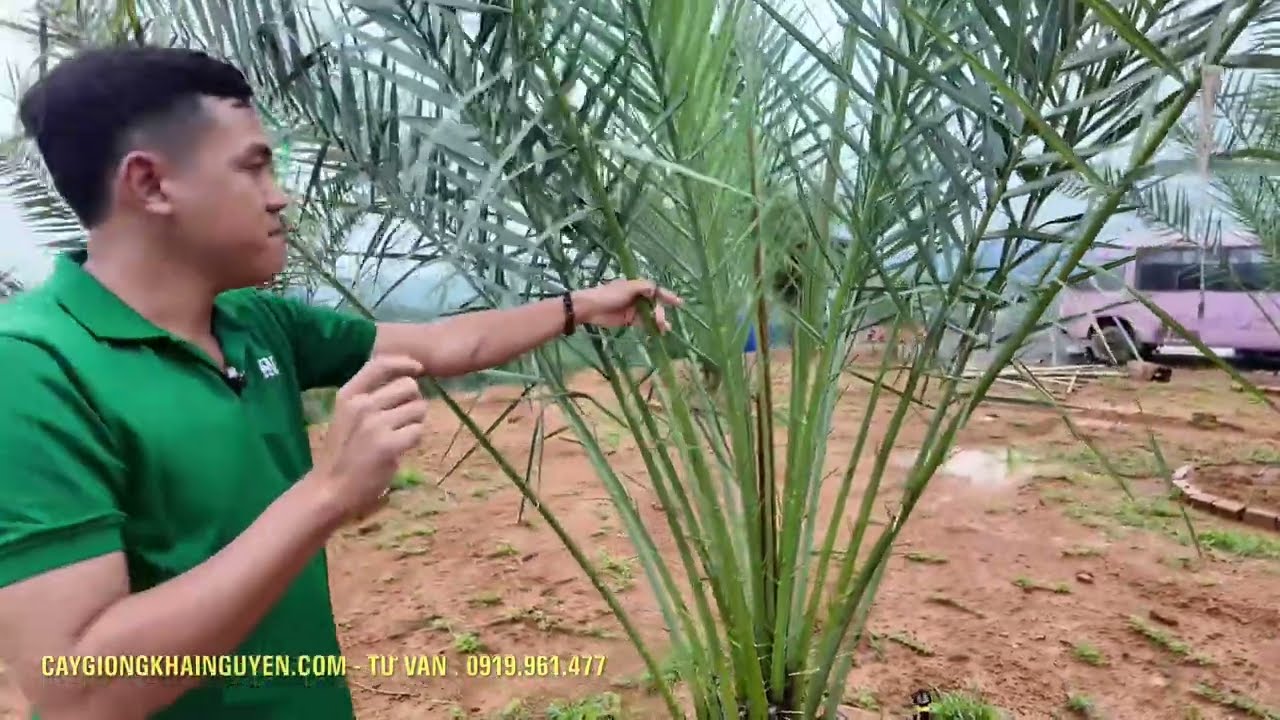 CH&Agrave; L&Agrave; TRỒNG TẠI L&Acirc;M ĐỒNG #ch&agrave;_l&agrave; #caychala  #trongcay