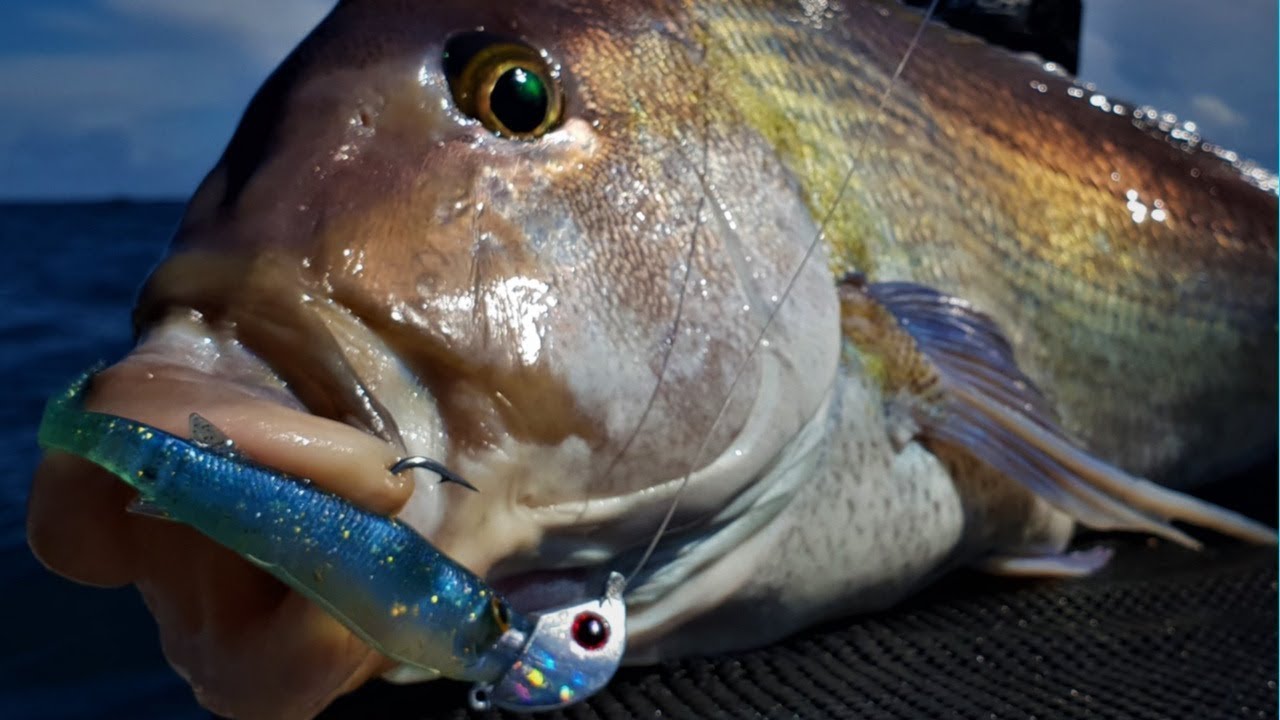 How to softbait from a kayak Catch Fishing Tackle