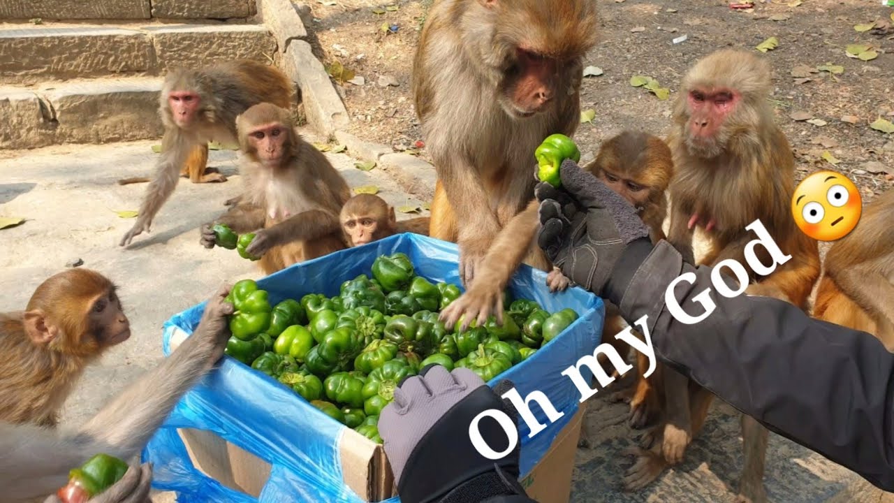 Do monkey eat capsicum chilli ? Let's see full video | feeding one box american capsicum to Monkeys