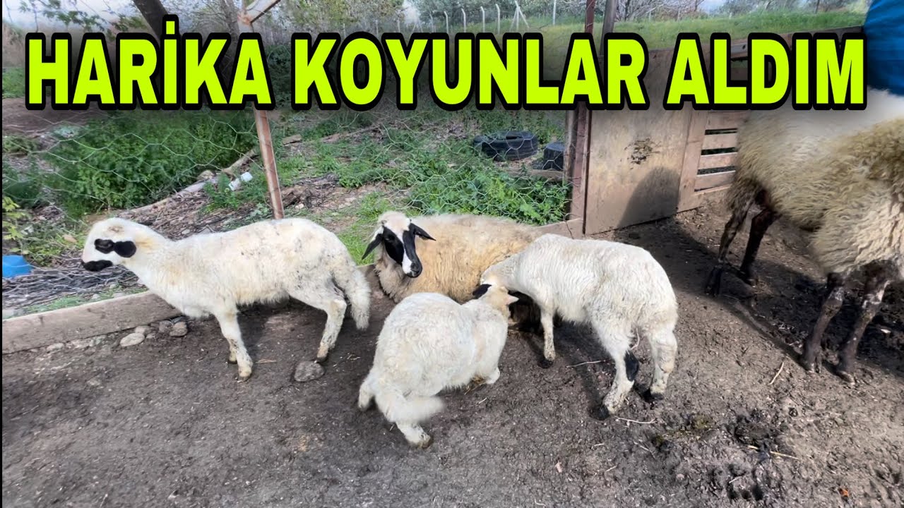 İŞTE YENİ KOYUNLARIM 25 KOYUN 33 KUZU ~ SÖNMEZE VEDA