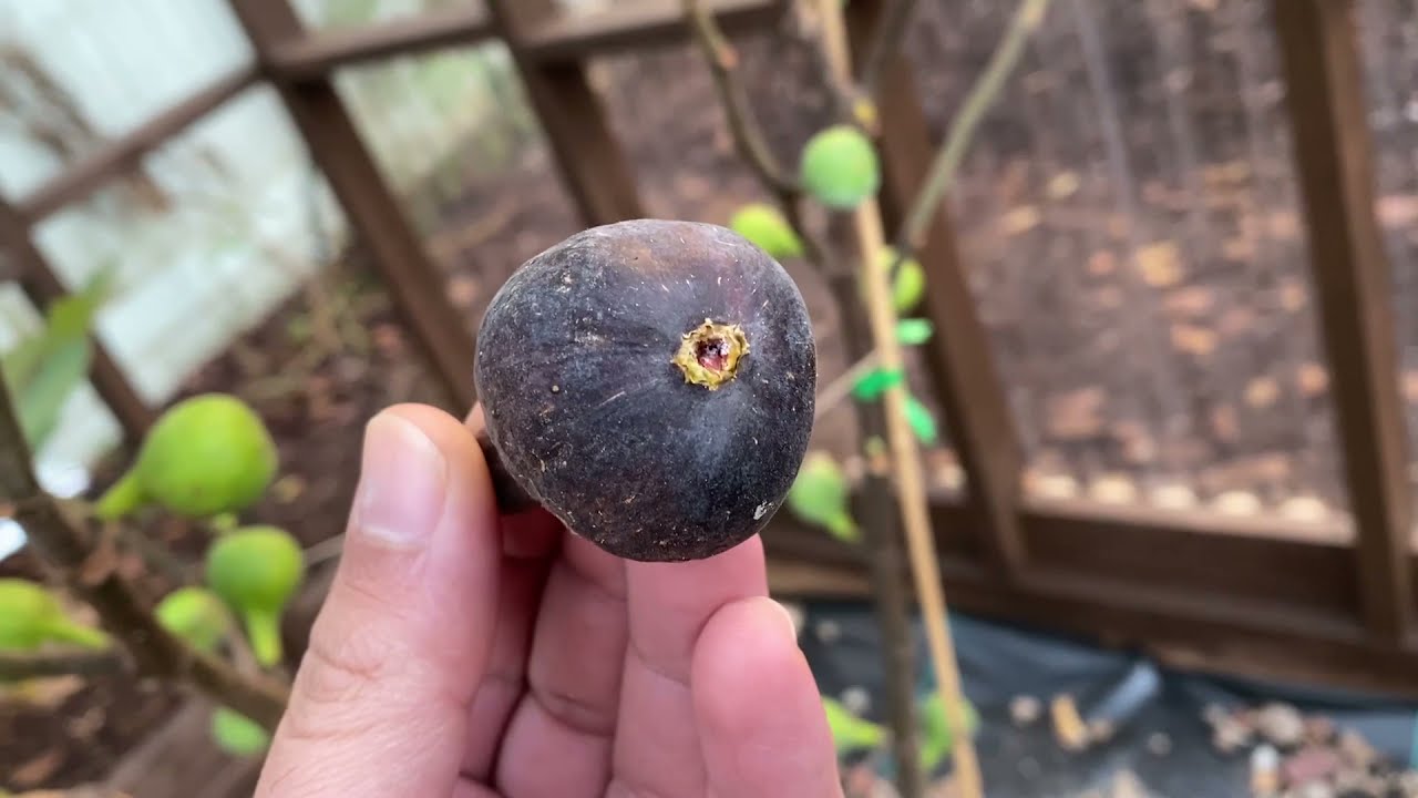 اصناف تين عالمية افضل من تين براون تركي Black Tuscan Fig & Cravin's Craving Fig