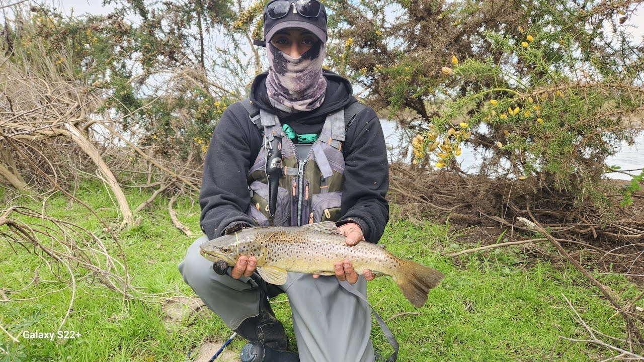pesca de truchas en chile 2023/rio quepe(vilcun) y cautin /sale el primer truchon/@cazaypesca911