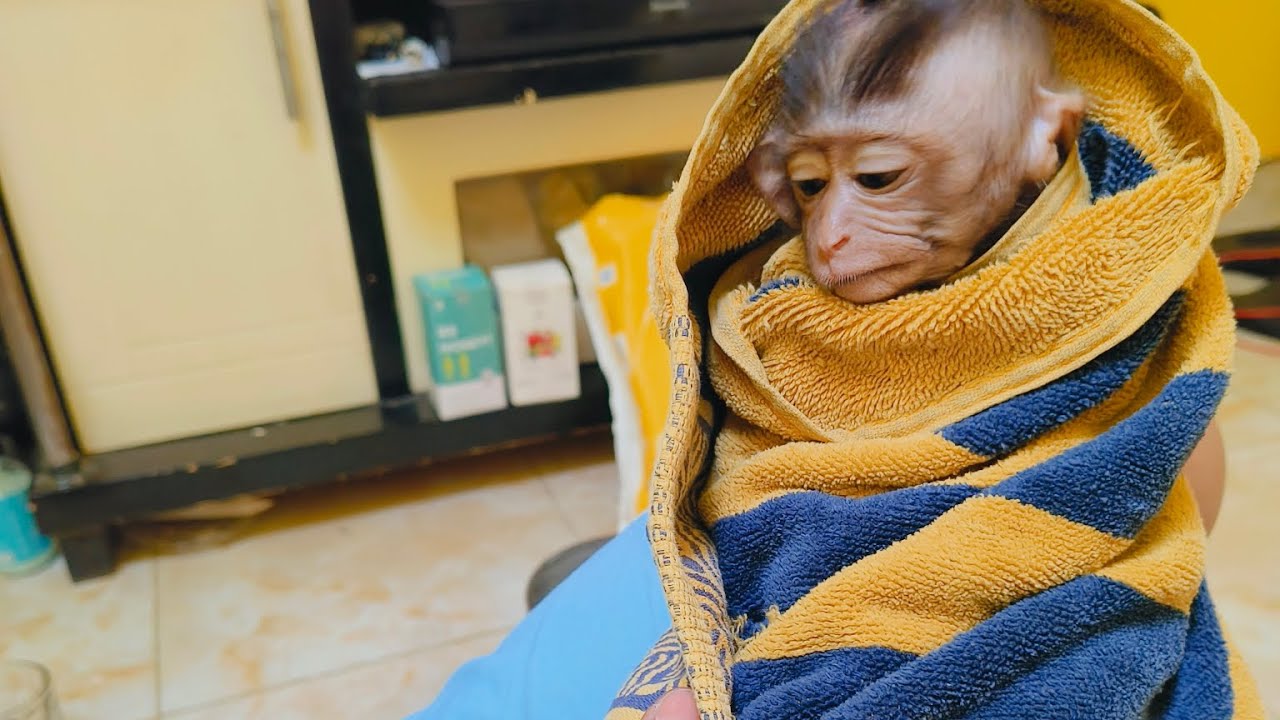 Tutorial Memandikan Bayi Monpai Yang Takut Air #viral #trending #babymonkey #monpai #fyp