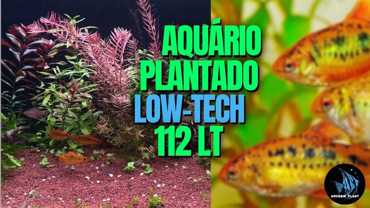 COMO TER UM AQUÁRIO PLANTADO LOW-TECH