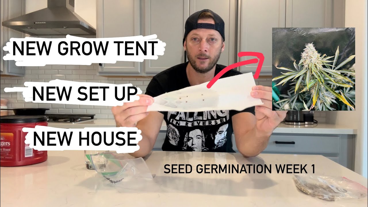 Banana Kush x Bruce Banner Indoor Cannabis Grow V1