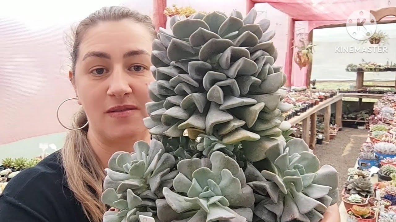COMO FAZER MINHA SUCULENTA VIRAR UMA COLÔNIA, ENCHER DE MUDAS? E COMO FAZER A MANUTENÇÃO?