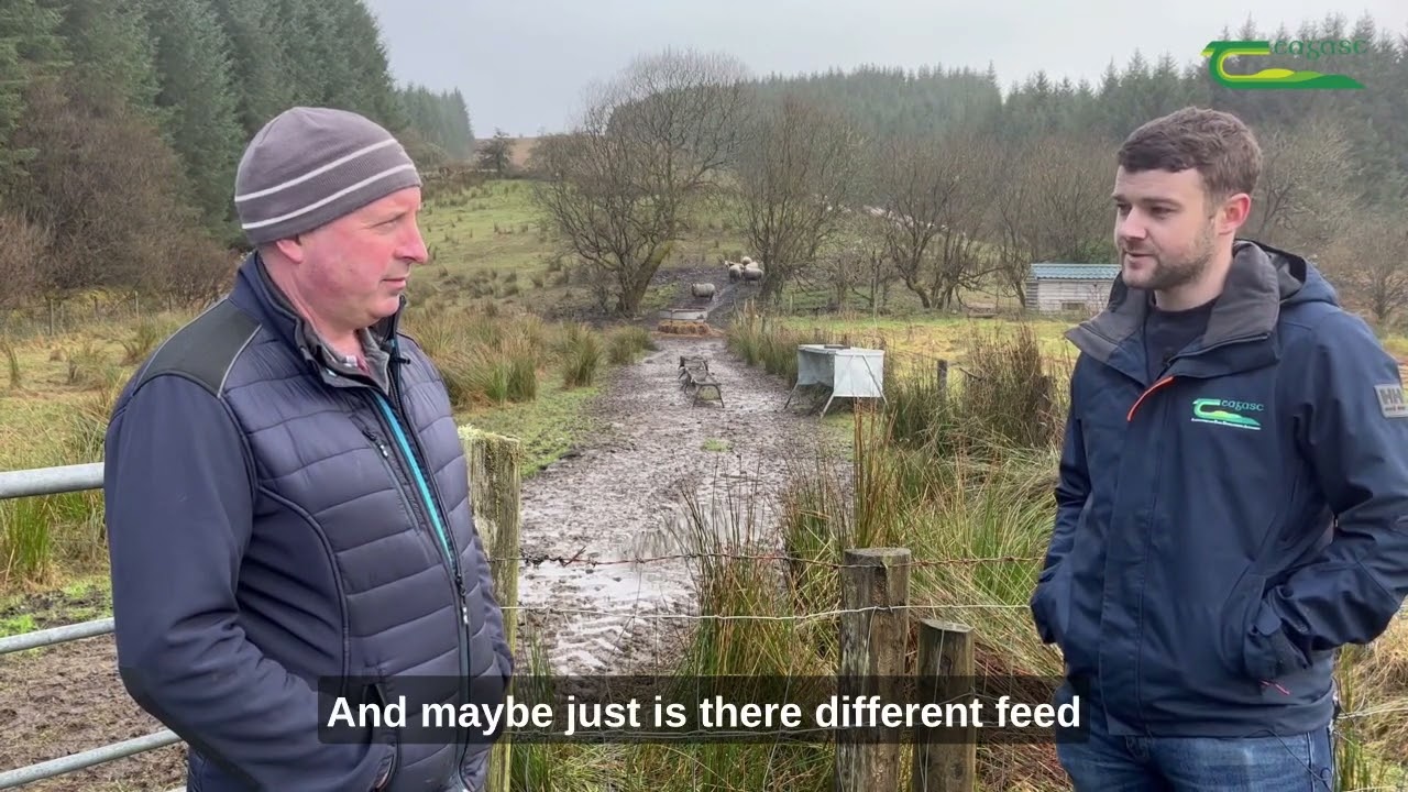 Barry O'Hagan - Organic Sheep Farmer