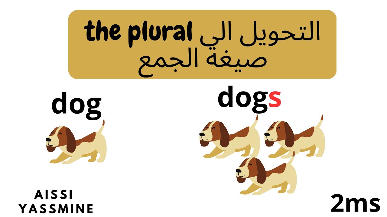 درس صيغة الجمع في الإنجيزية سنة ثانية متوسط الفصل الثاني Plural and Singular