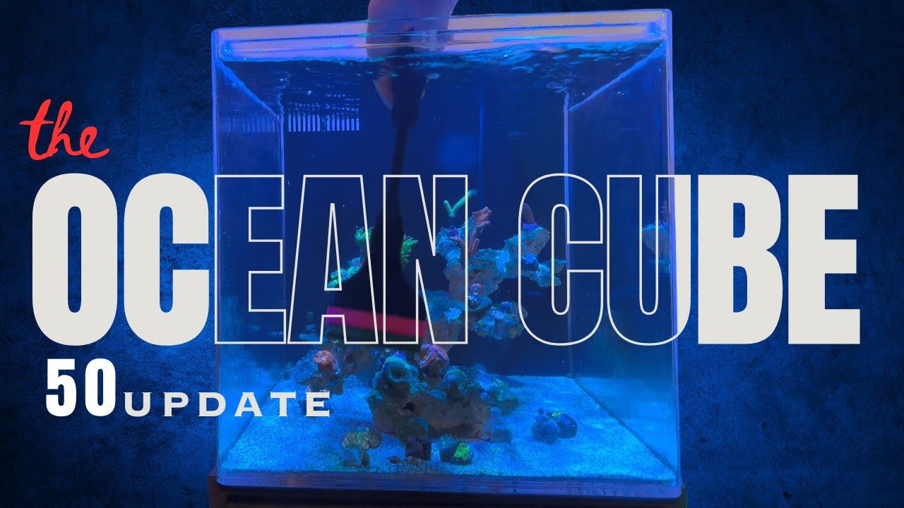 Update Ocean Cube 50 Meerwasseraquarium: Korallen, Technik & Probleme