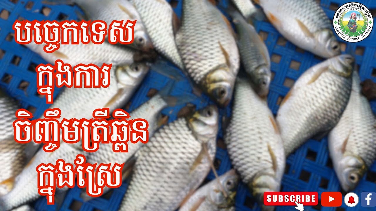 បច្ចេកទេសចិញ្ចឹមត្រីឆ្ពិន​ក្នុងស្រែ