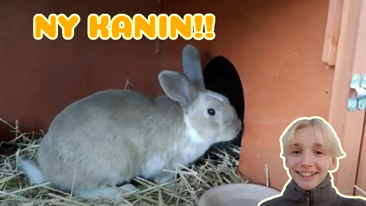 Henter ny kanin!!