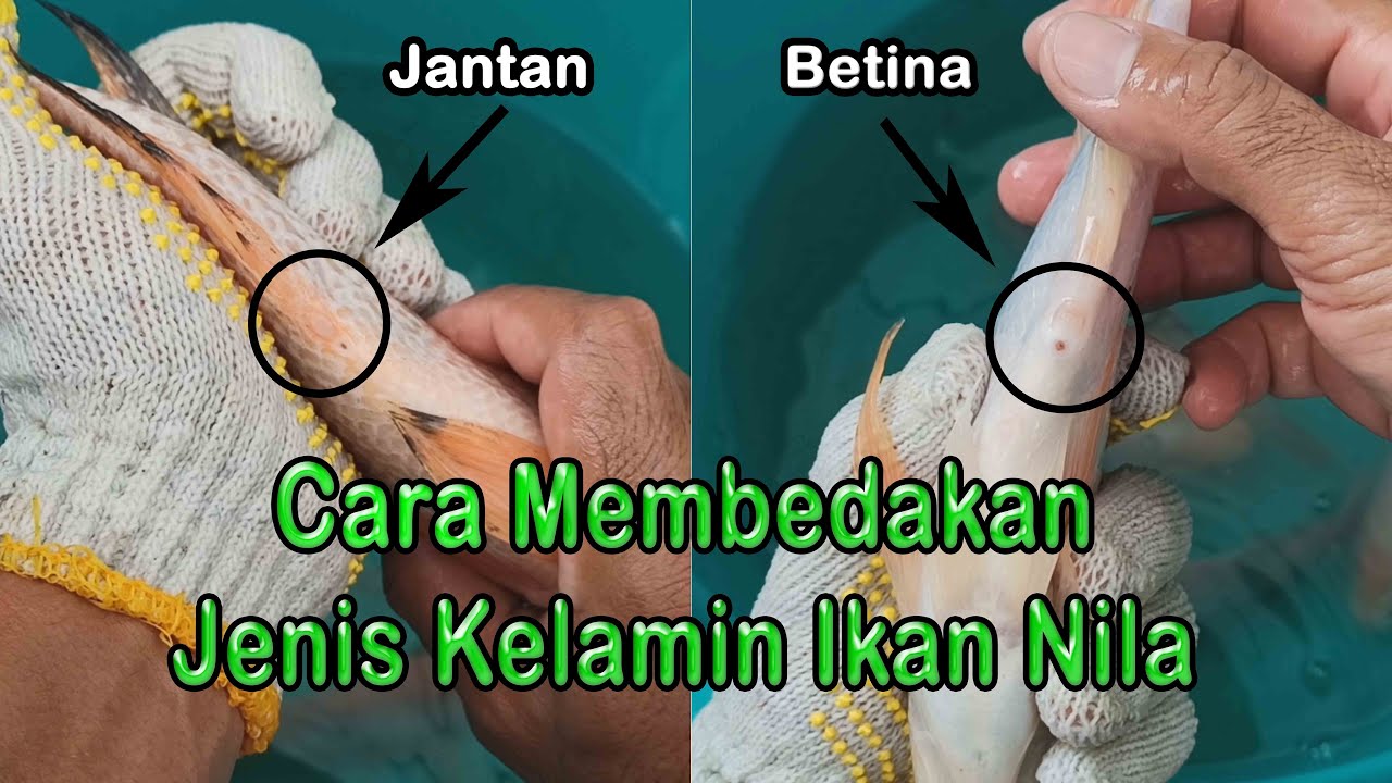 Perbedaan ikan nila jantan dan betina