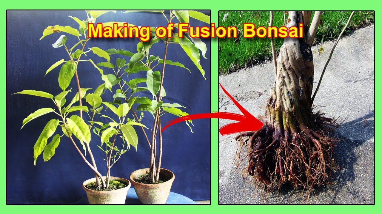 #फ्यूजन बोनसाई, Make a Fusion Bonsai With Me, Part 1, Be the Creator, July'19