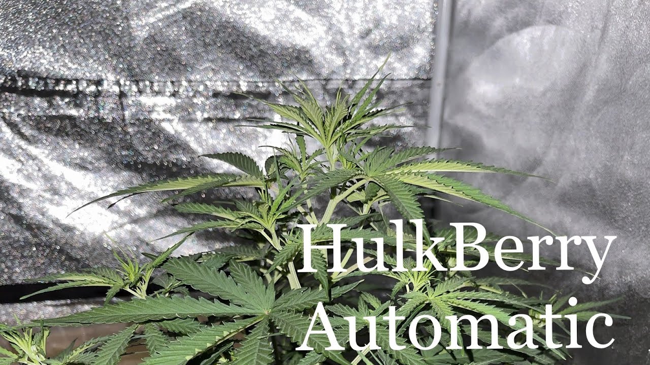 HulkBerry Automatic is Royal Queen Seeds&rsquo;