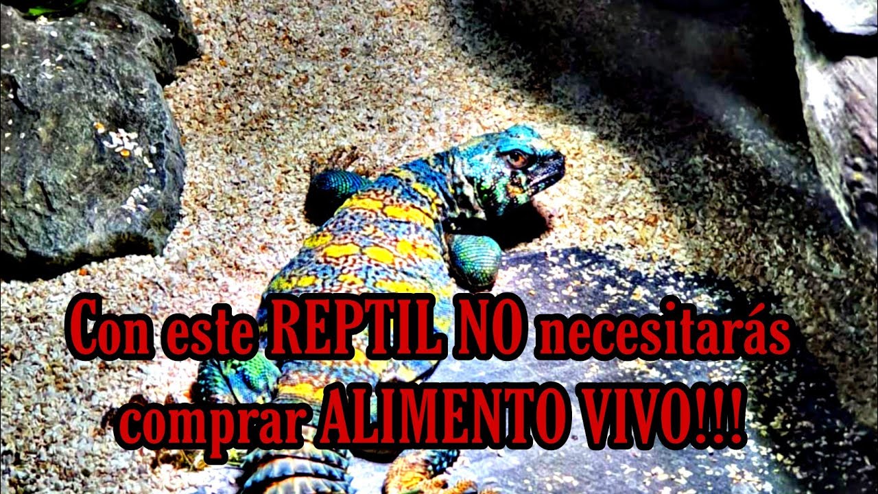 LAGARTO de cola espinosa (Uromastyx) El LAGARTO VEGETARIANO. Una maravilla REPTIL!!! 🐲🐊🦎