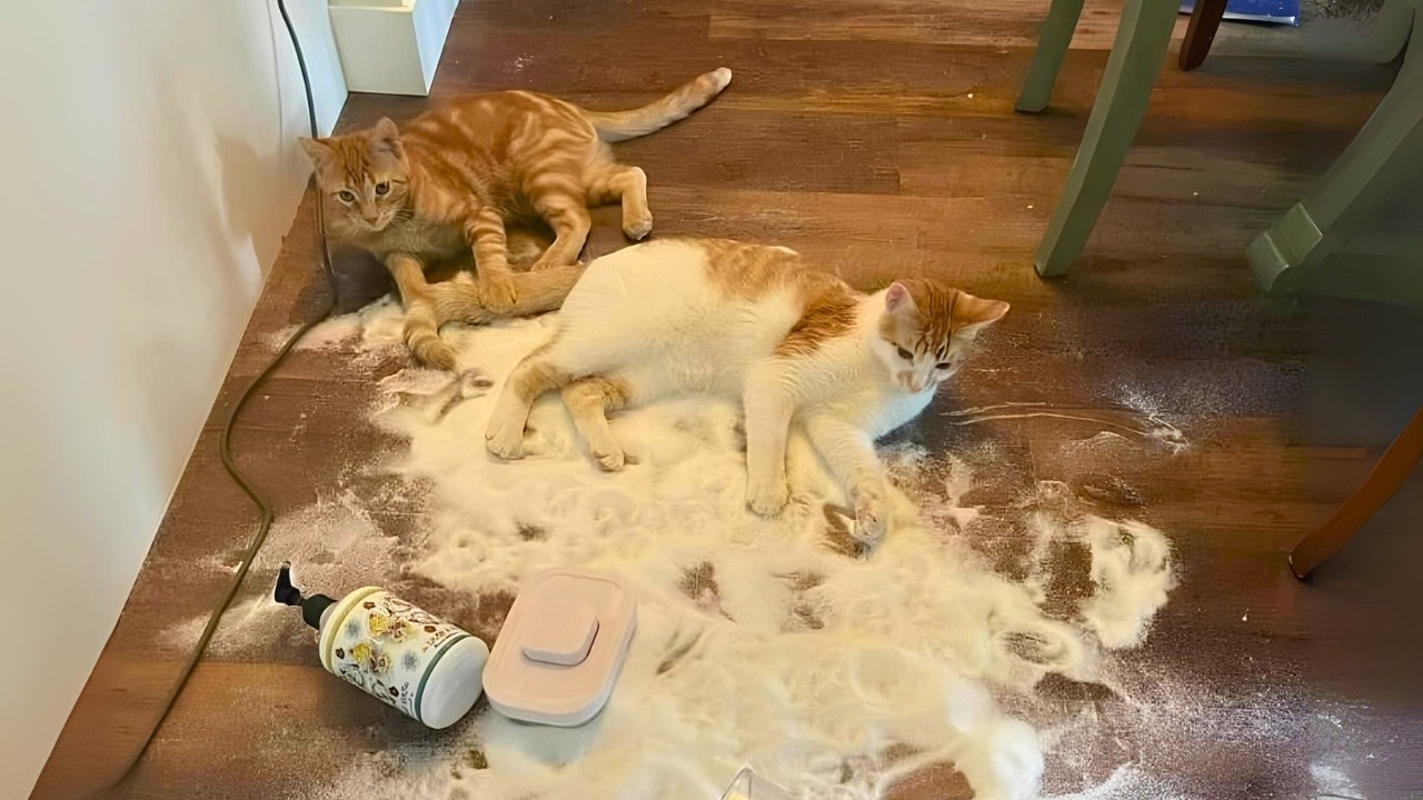 When you have a super cute 'chaos machine' called a CAT! 😂