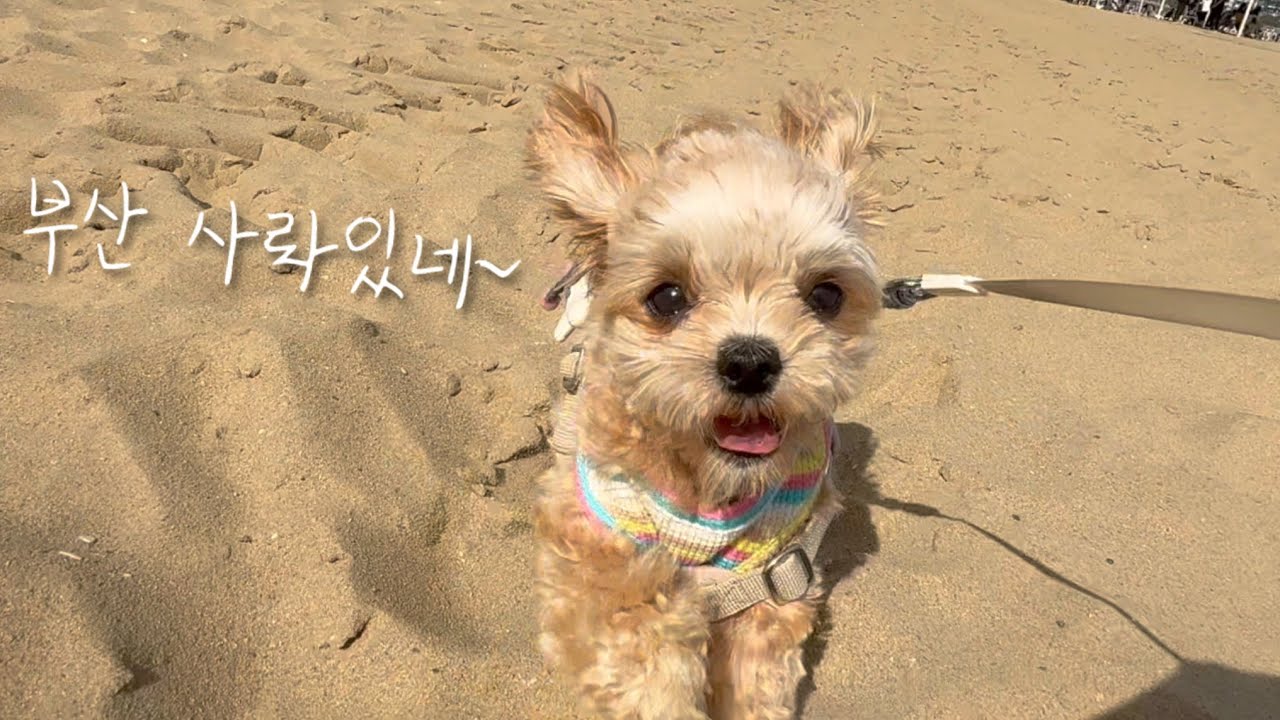 강아지랑 부산 광안리에서 생긴 일(EP.1)