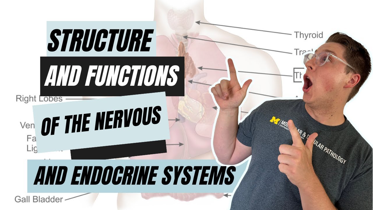 Foundational Concept 3: Structure and functions of the nervous and endocrine systems