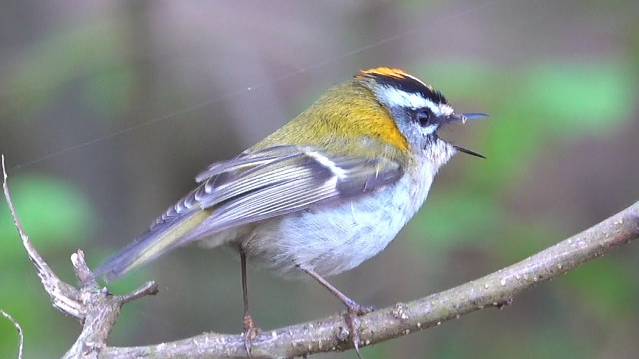 Sony RX10 IV. Common firecrest singing. Sommergoldhähnchen singt. Eifel bei Dohr, Germany