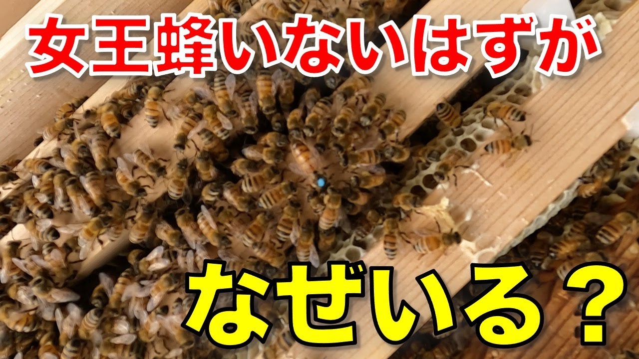 【養蜂】女王蜂がいないはずの箱に、なぜか女王蜂がいるんだけど・・・