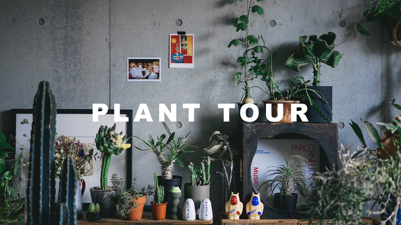 【PLANT TOUR】 サボテン・多肉・塊根植物編 | 植物と暮らす | 初心者 | 観葉植物 | インテリア