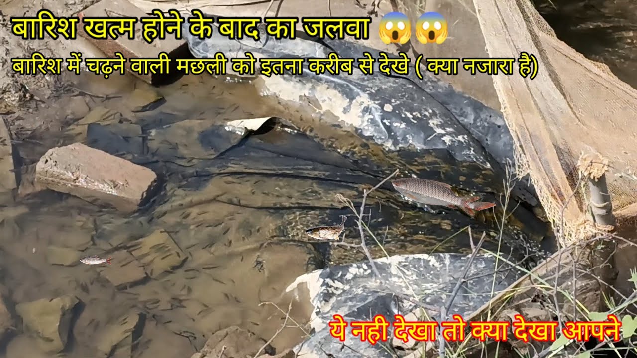 fishing video/ unbelievable fishing 🎣 /  unique fishing/ Village fishing 🎣 #newfishingvideo