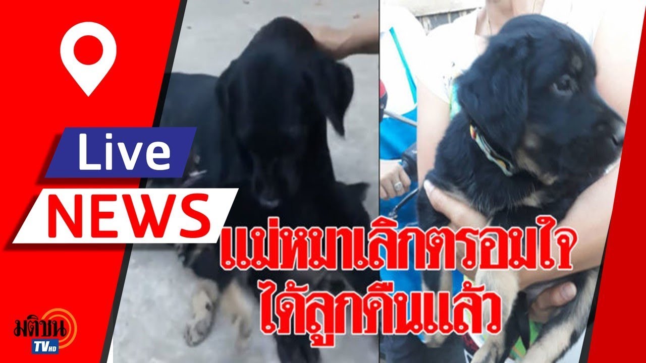 แม่หมาเลิกตรอมใจหลังได้ลูกคืน สุดซึ้งวินาทีเจอหน้าลูกครั้งแรก ทำเอาน้ำตาซึม