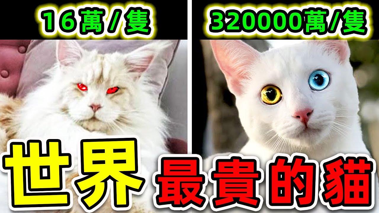 全世界最貴的10種貓！孟加拉貓只排第3，第一名價值高達32億，能買250輛法拉利。|#世界之最top #世界之最 #出類拔萃 #腦洞大開 #top10 #最贵的猫 #最稀有的猫