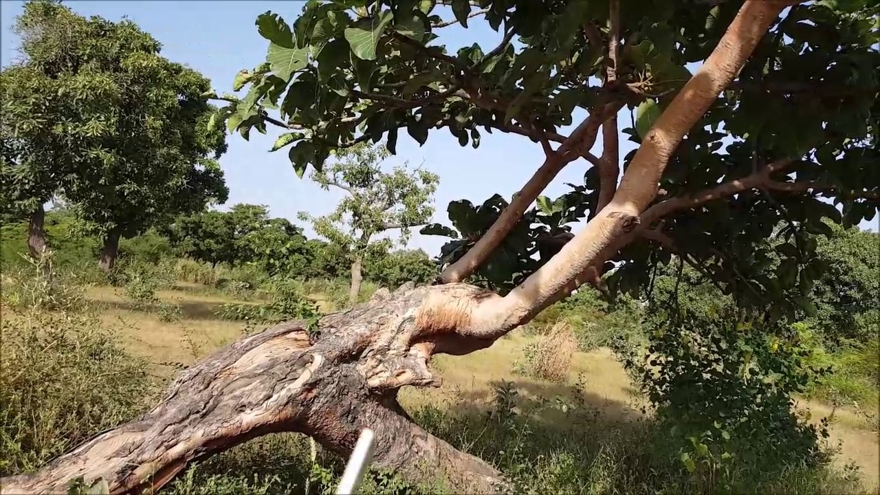 ASMA  Ficus platyphylla AS 46