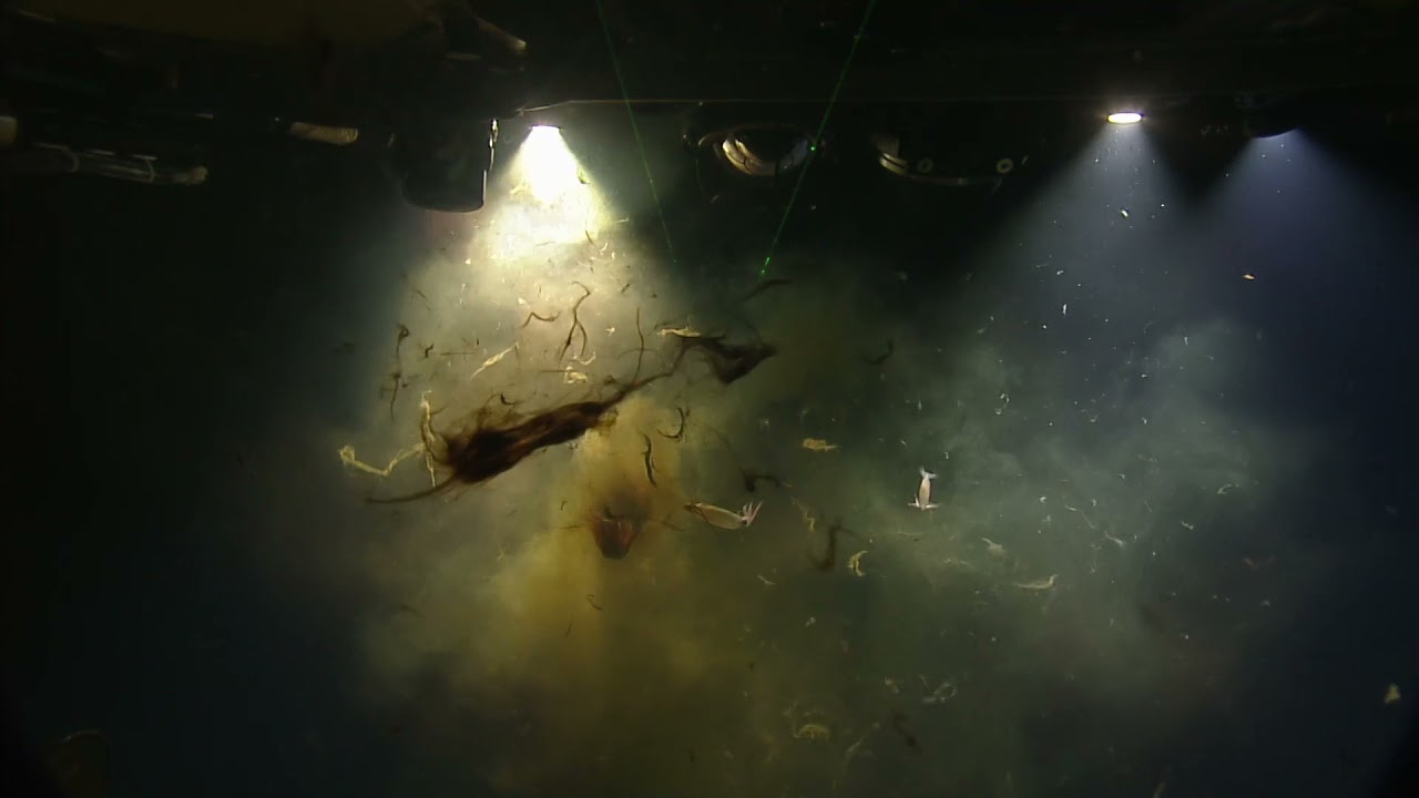 Squid Squad vs ROV Hercules: It&rsquo;s Inking Time! | Nautilus Live