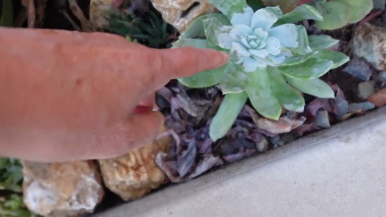 #29 Lavender Lady 를 잘 다듬어 주었어요