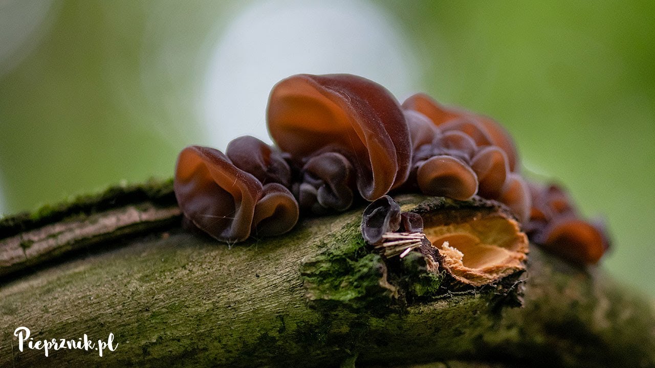 Uszak bzowy (Auricularia auricula-judae)