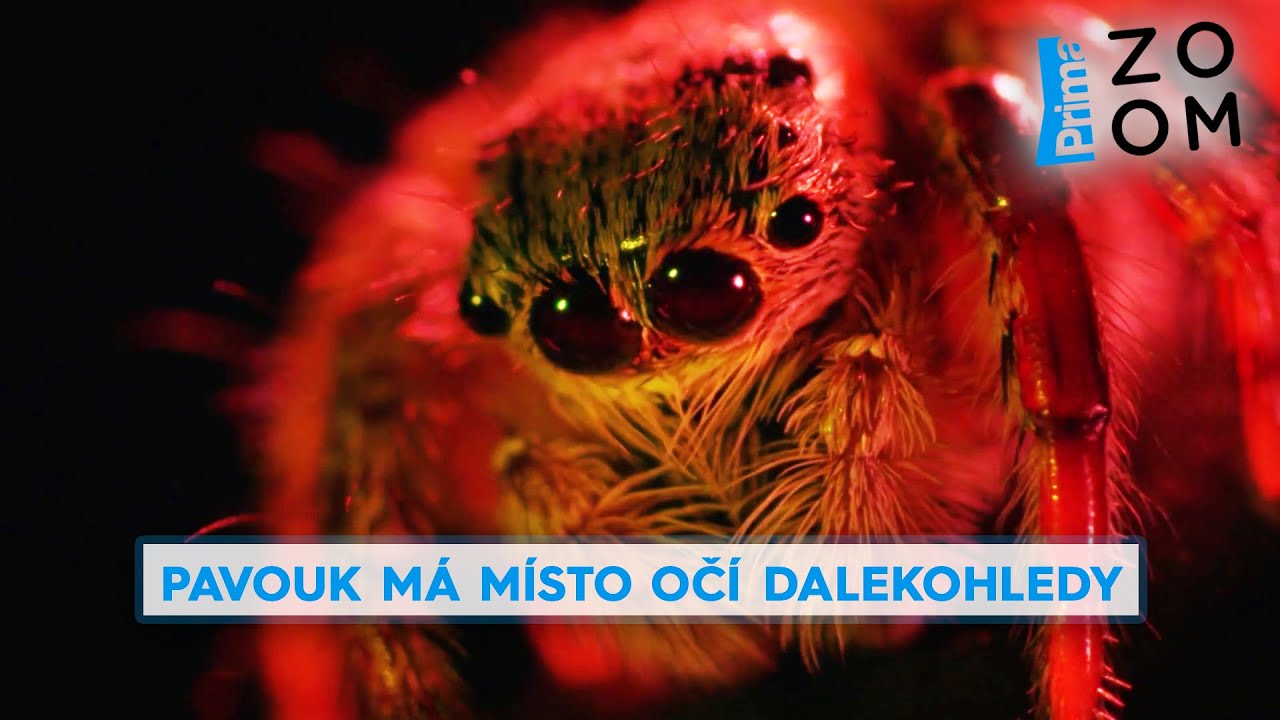 Miniaturní pavouk má místo očí dalekohledy. Podívejte se na jeho unikátní loveckou techniku
