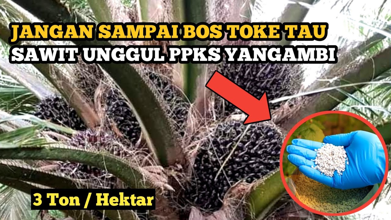 JADI INCARAN PETANI, SAWIT UNGGUL PPKS YANGAMBI UMUR 5 TAHUN