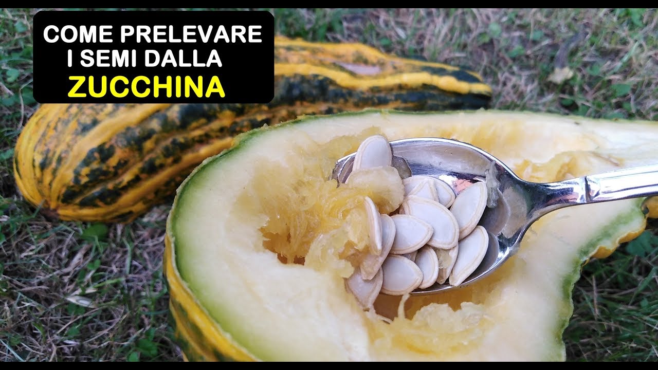 COME PRELEVARE I SEMI DALLA ZUCCHINA