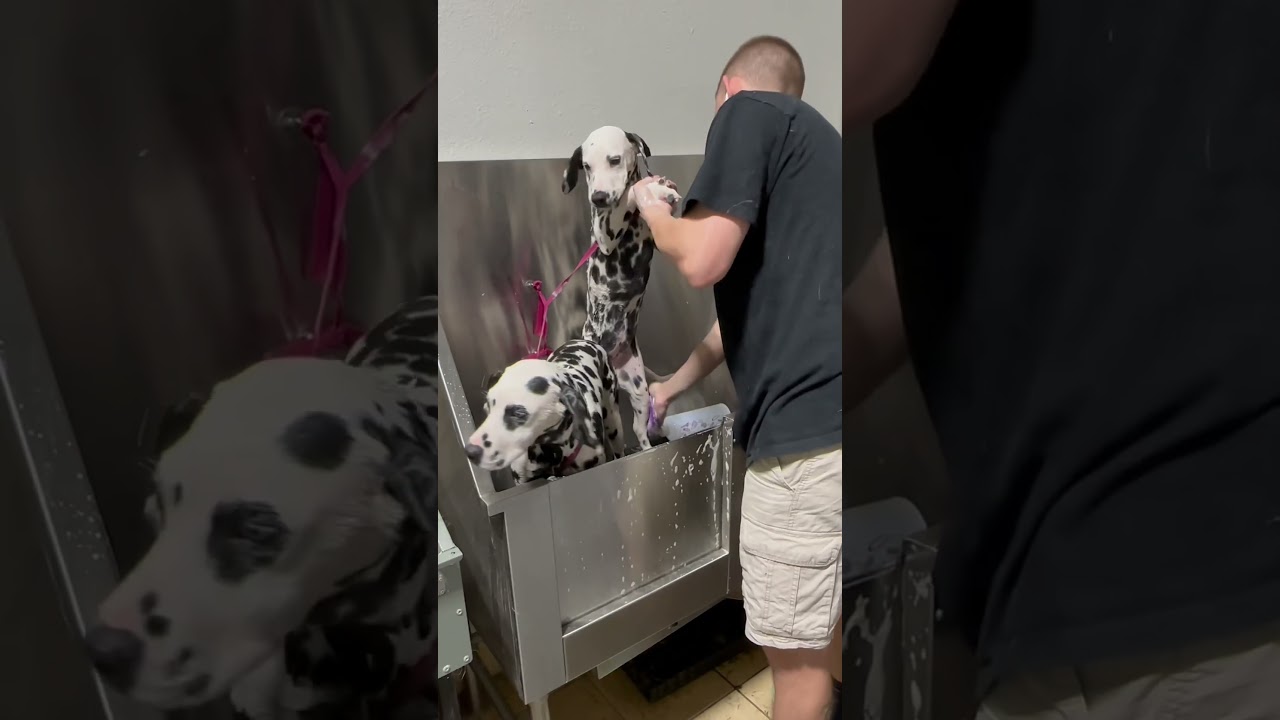 Attacked by 2 Dalmatians. 🐾 #dalmatian #dalmatianpuppy #dogbath #tutorial #dogs #puppy #puppies